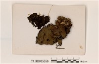 藏品(長根地卷)的圖片